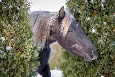 Rocky Mountain Horse Colors