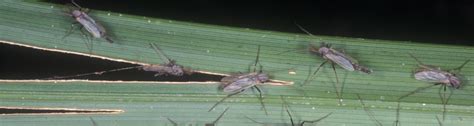 Aquatic Midges, also known as "Blind Mosquitoes" - UF/IFAS Extension ...