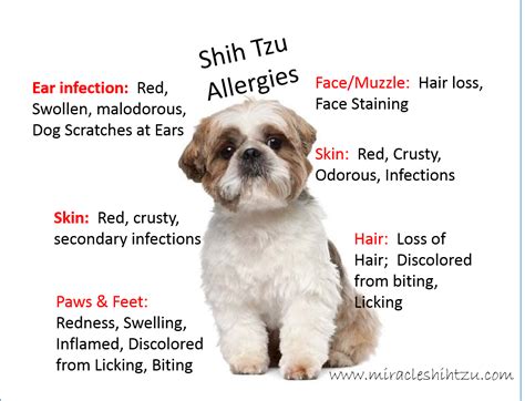 Shih Tzu Allergies: Everything You Must Know