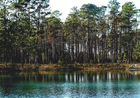 Apalachicola National Forest - Florida National Forest