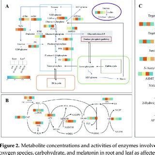 Metabolite concentrations and activities of enzymes involved in ...