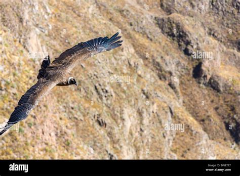 Flying condor over Colca canyon,Peru,South America. This is a condor ...