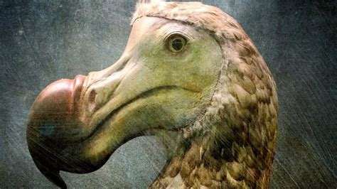 The real reason dodo birds went extinct.