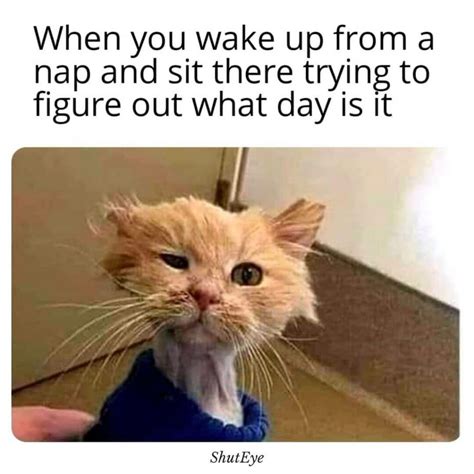 30+ Funny Waking Up Memes That Will Brighten Your Day (2024)