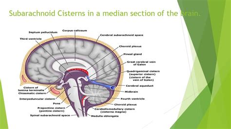 Subarachnoid Cisterns – Anatomy - YouTube