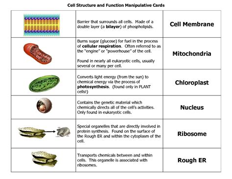 Cell Structure and Function | Cell Structure and Function Manipulative ...