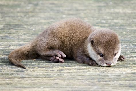 Cute Baby River Otter