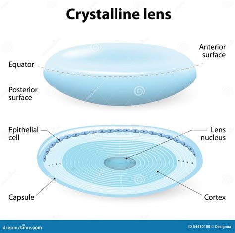 Crystalline Lens Anatomy Stock Vector - Image: 54410100