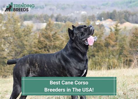 11 Best Cane Corso Breeders in The USA! (2024)