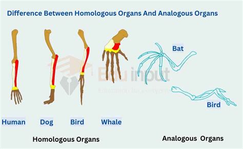 Analogous and Homologous Organs: Definitions, Characteristics, Examples ...