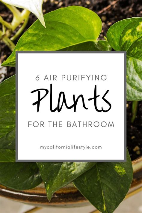 Air Purifying Plants: 6 Air Purifying PLants for The Bathroom - Breath ...