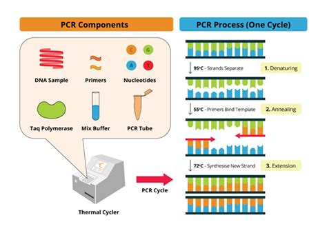 Kỹ thuật PCR và ứng dụng trong chẩn đoán sinh học phân tử