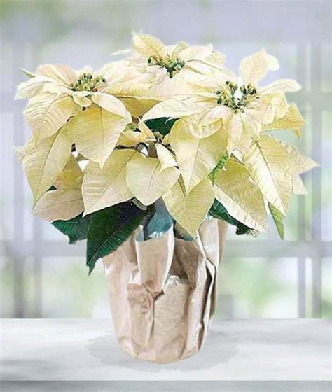 Winter White Poinsettia Plant | Avas Flowers