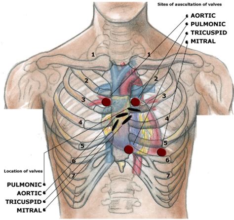 Precordium