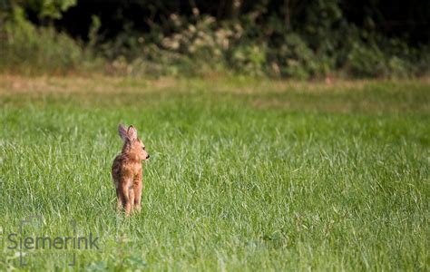 Wildlife the Netherlands – Siemerink Photography