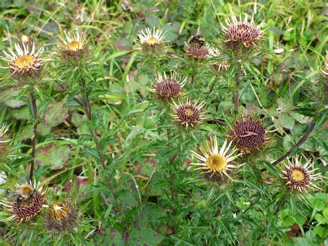 Photographs of Carlina Vulgaris, UK Wildflowers; Group of flowerheads