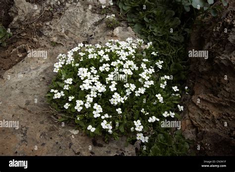 Wild flowers in Iraqi Kurdistan Stock Photo - Alamy