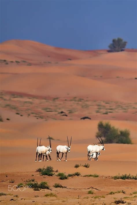 Arabian Oryx Habitat by Nimit Virdi on 500px | Arabian oryx, African ...