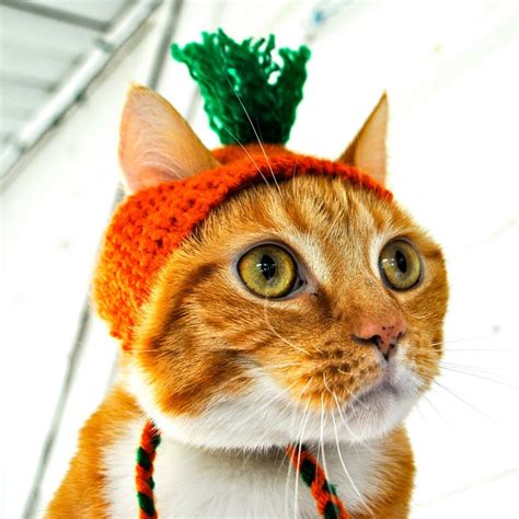 20 Adorable Pictures of Cats In Hats