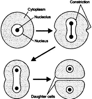 Give a labeled diagram to illustrate amitosis. - Sarthaks eConnect ...