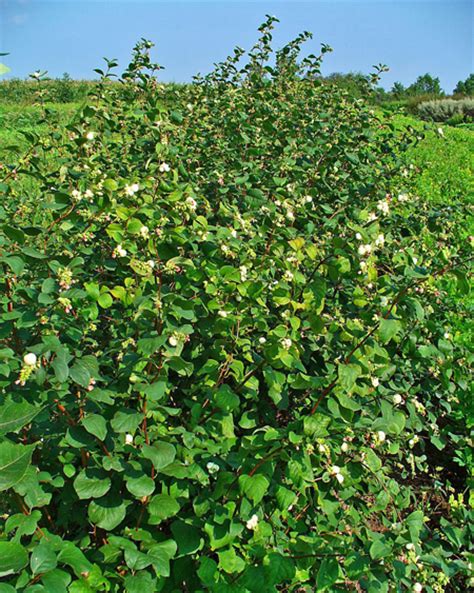 Symphoricarpos albus - Snowberry