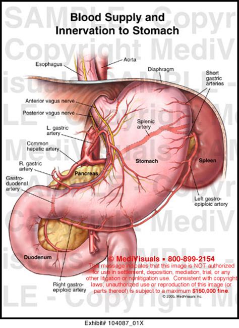 Blood Supply and Innervation to Stomach Medivisuals