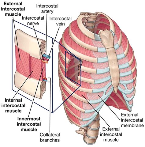 Intercostal Muscle Strain: EP Functional Wellness Clinic