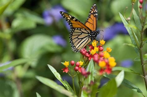 Monarch Butterfly Habitat — Heritage Garden