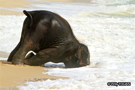 Baby Elephant on a Phuket Beach: The real story behind the photos ...