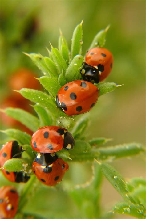 ladybugs | Ladybug, Beautiful bugs, Lady beetle