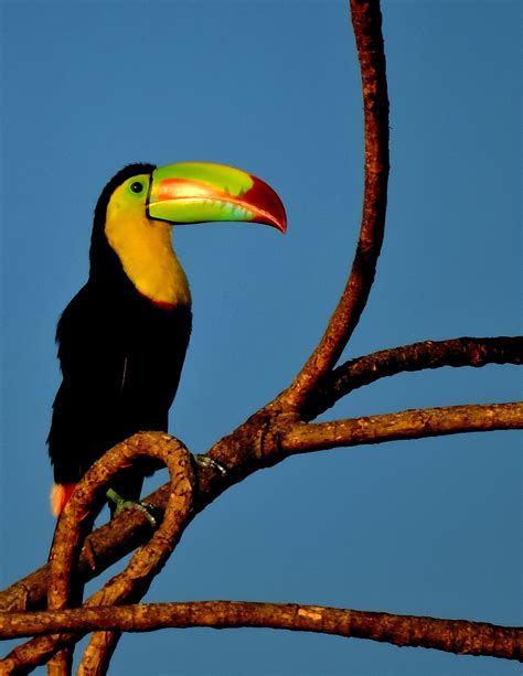 Lowlands Birding Tour » Adventure.Travel | Inspiring Impactful Travel