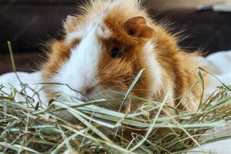 Guinea pig eating hay Stock Photo | Adobe Stock