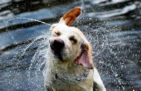 A Gallery of Dogs Shaking Off Water