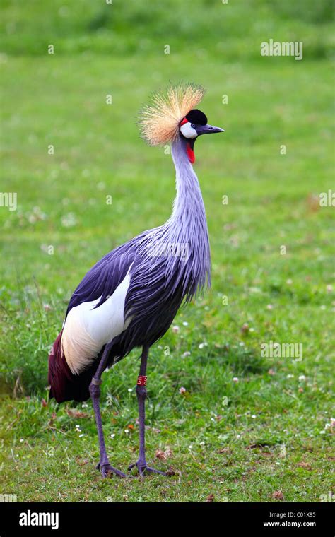 Grey Crowned Crane - birds in ZOO Stock Photo - Alamy