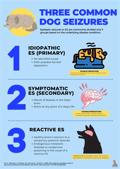 Definitive Guide To Understanding And Treating Seizures In Dogs | Bark ...