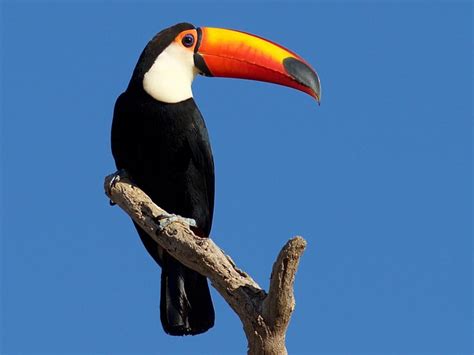 Toco Toucan - eBird