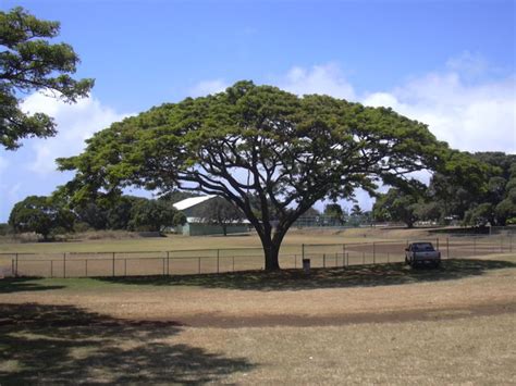 Samanea saman Seeds ,Rain Tree Seeds , Coco tamarind Tree Seeds, Acacia ...