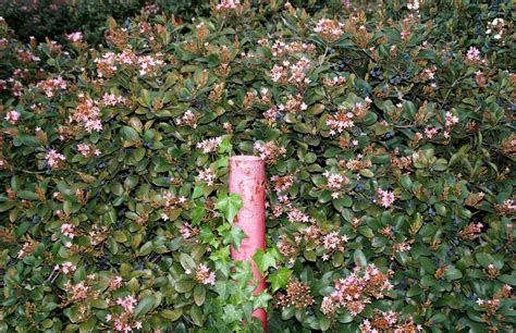 Pink Indian Hawthorn Hedge