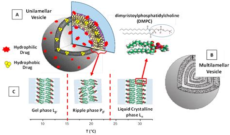 Pharmaceutics | Free Full-Text | Methods of Liposomes Preparation ...