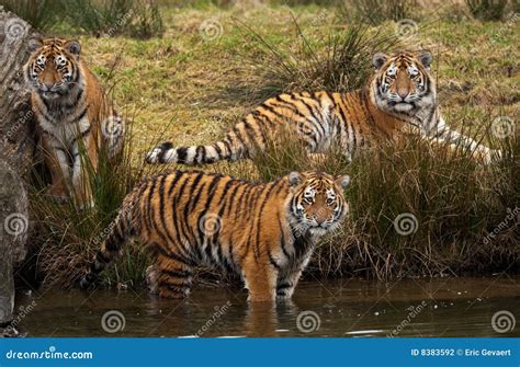 Siberian Tiger Cubs Stock Photography - Image: 8383592