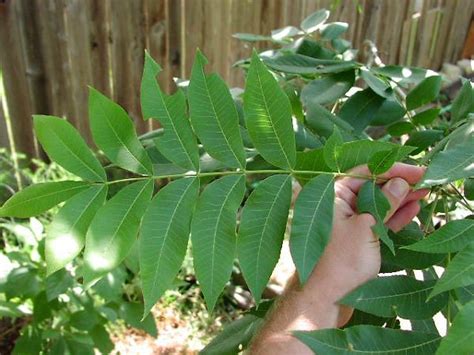 Pecan Tree Leaves | The Tree Center™