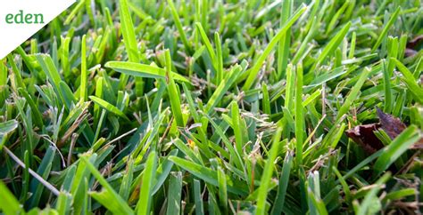 St Augustine Grass Care Calendar - Tim Lezlie