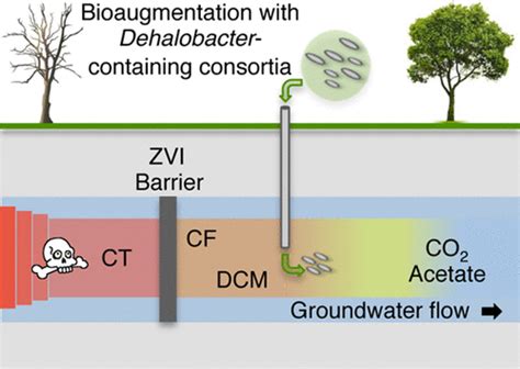 Bioaugmentation Examples