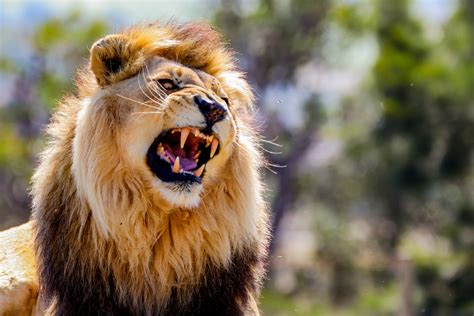 The Majestic Roar of Lions and What It Tells Us - Lions Tigers and Bears