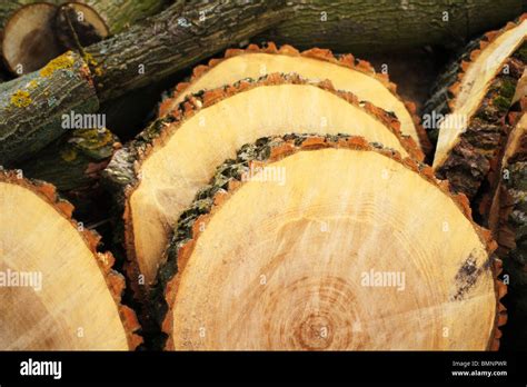 cut logs in forest firewood timber forestry Stock Photo - Alamy