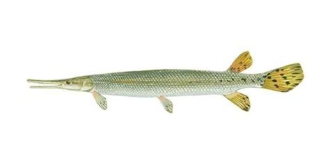 Shortnose gar fishing near Prior Lake (MN)