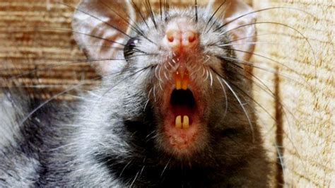 Black Death 'spread by humans not rats' - BBC News