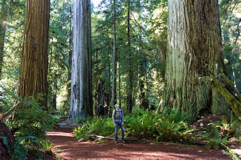 The Best Hiking in Northern California: From Seas to Sequoias