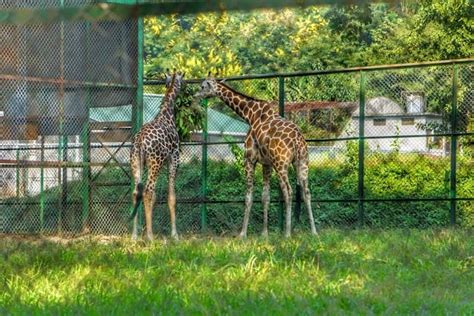 Guwahati Zoo | Guwahati - What to Expect | Timings | Tips - Trip Ideas ...