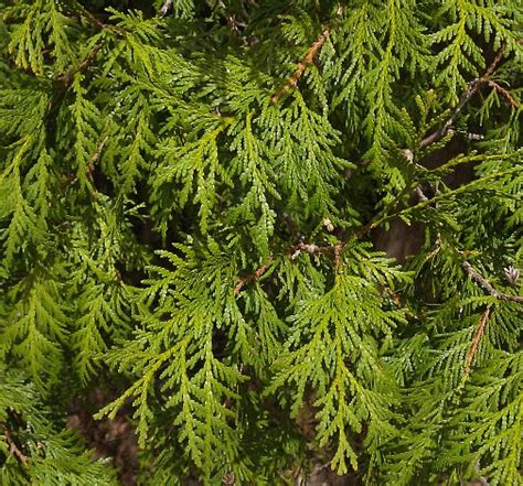 Northern White Cedar (Thuja occidentalis)